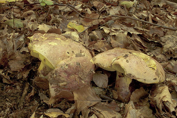 hríb kráľovský Butyriboletus regius (Krombh.) D. Arora & J.L. Frank