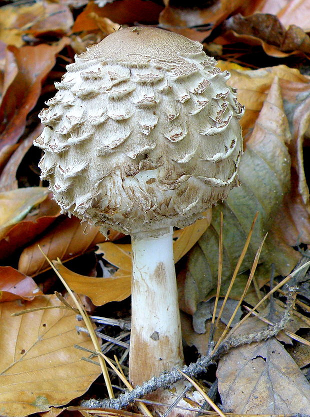 bedľa Olivierova Chlorophyllum olivieri (Barla) Vellinga