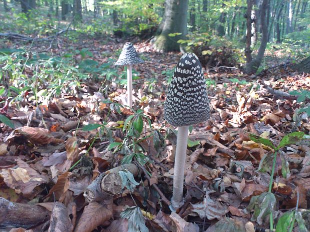 hnojník strakatý Coprinopsis picacea (Bull.) Redhead, Vilgalys & Moncalvo