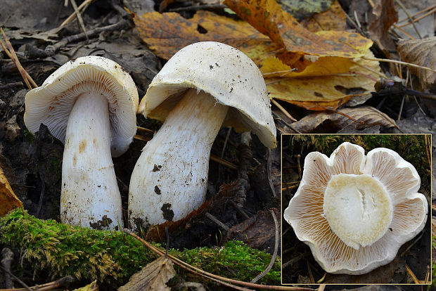 pavučinovec Cortinarius sp.