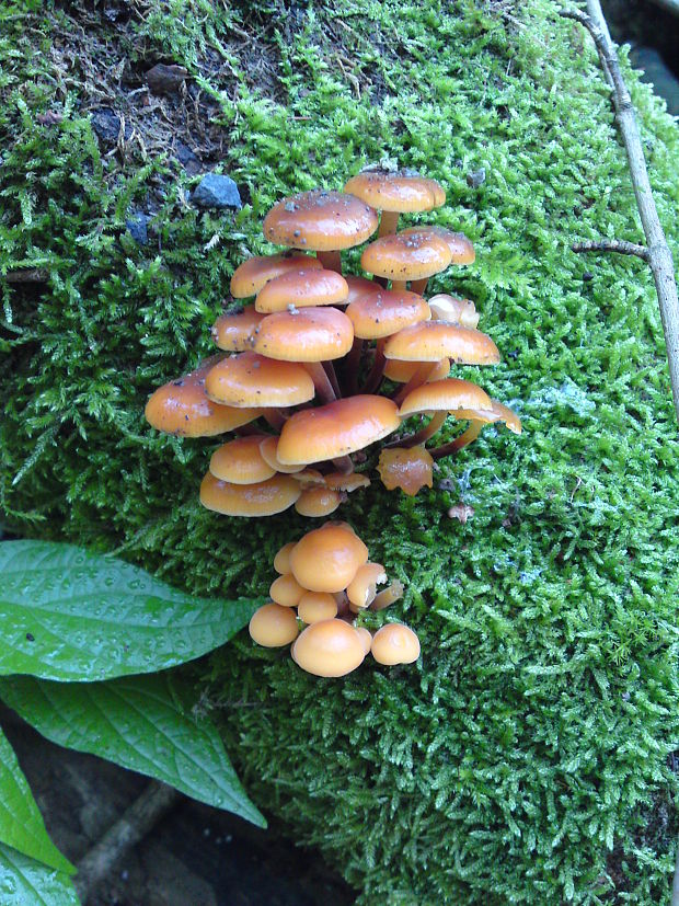 plamienka Flammulina sp.