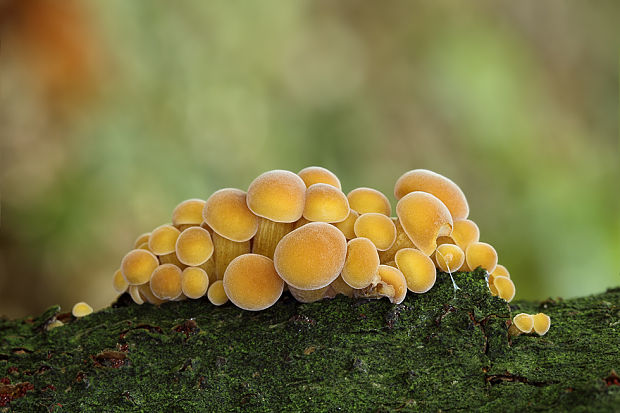 plamienka Flammulina sp.