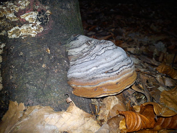 práchnovček pásikavý Fomitopsis pinicola (Sw.) P. Karst.