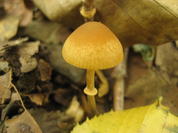 kapucňovka okrovohnedastá Galerina marginata (Batsch) Kühner