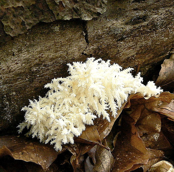 koralovec bukový Hericium coralloides (Scop.) Pers.