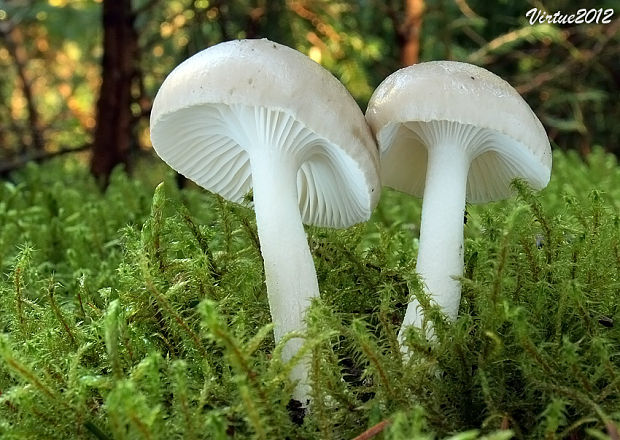 šťavnačka voňavá Hygrophorus agathosmus (Fr.) Fr.