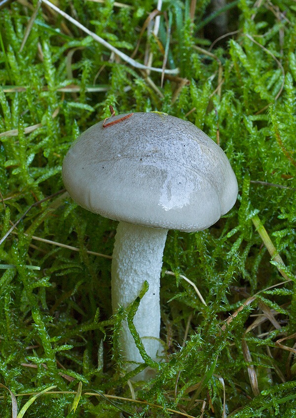 šťavnačka voňavá Hygrophorus agathosmus (Fr.) Fr.