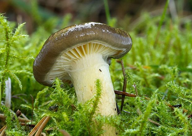 šťavnačka mrazová Hygrophorus hypothejus (Fr.) Fr.