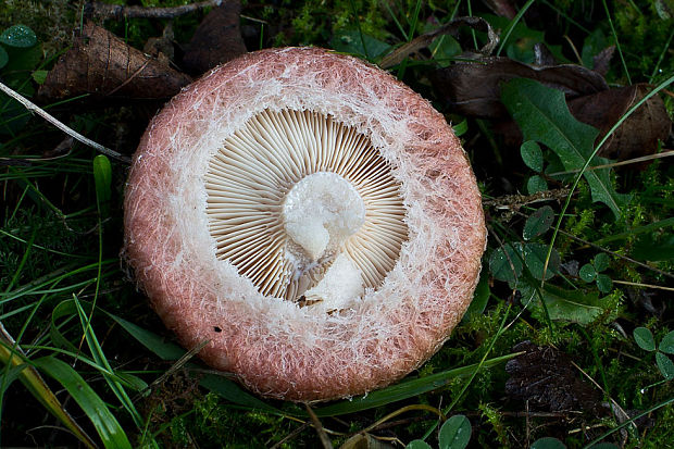 rýdzik kravský Lactarius torminosus (Schaeff.) Gray