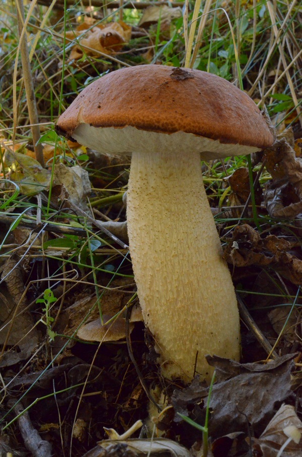 kozák osikový Leccinum albostipitatum den Bakker & Noordel.