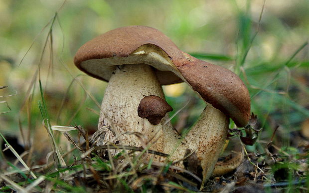 kozák dubový Leccinum aurantiacum (Bull.) Gray