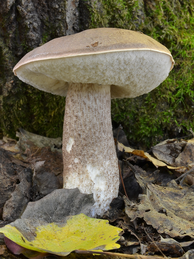 kozák topoľový Leccinum duriusculum (Schulzer ex Kalchbr.) Singer