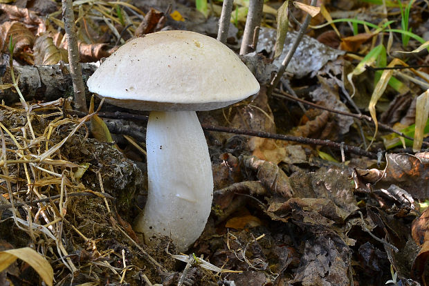 kozák biely Leccinum holopus (Rostk.) Watling