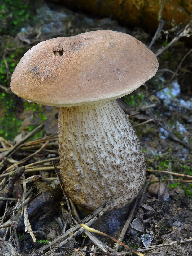 kozák brezový Leccinum scabrum (Bull.) Gray