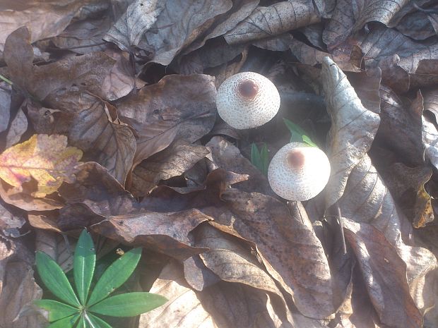 bedlička Lepiota sp.