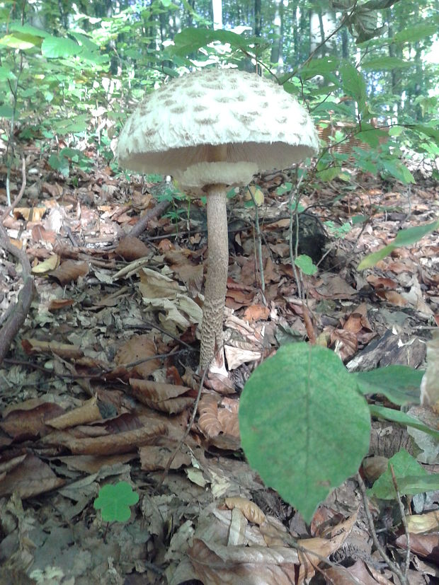 bedľa vysoká Macrolepiota procera (Scop.) Singer