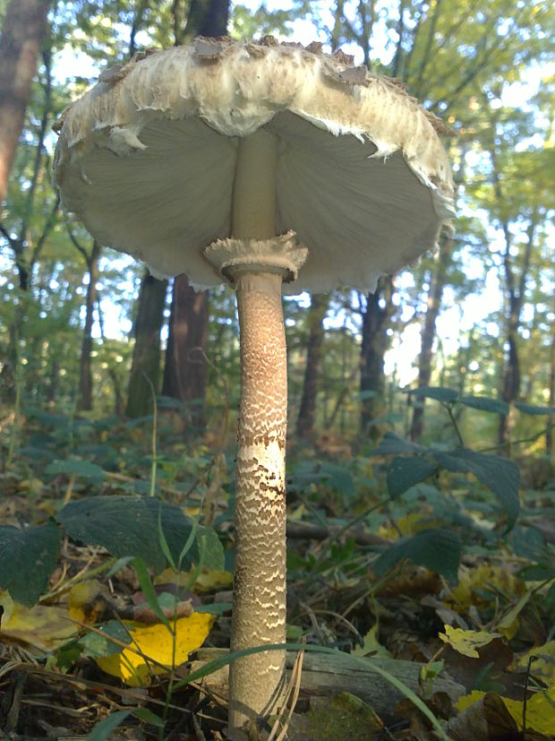 bedľa vysoká Macrolepiota procera (Scop.) Singer