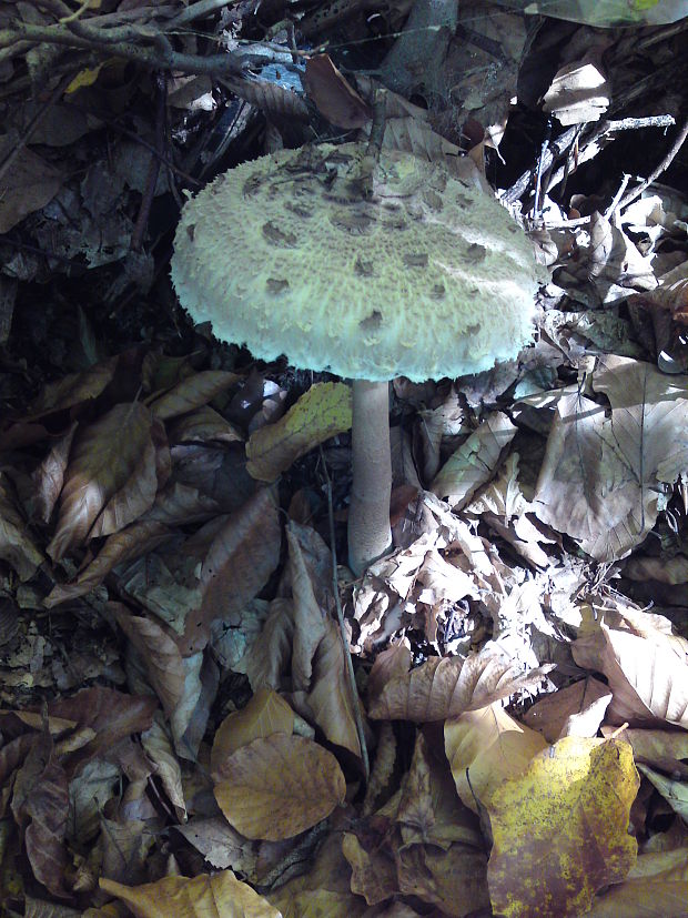 bedľa Macrolepiota sp.