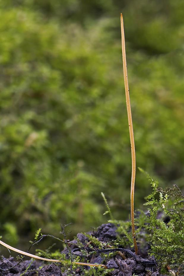 kyjovka tenká Macrotyphula juncea (Alb. & Schwein.) Berthier