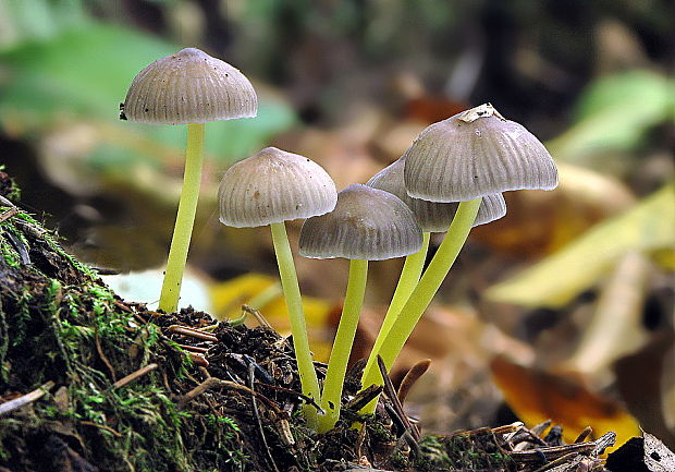 prilbička slizká želatínová Mycena epipterygia var. viscosa (Secr. ex Maire) Ricken