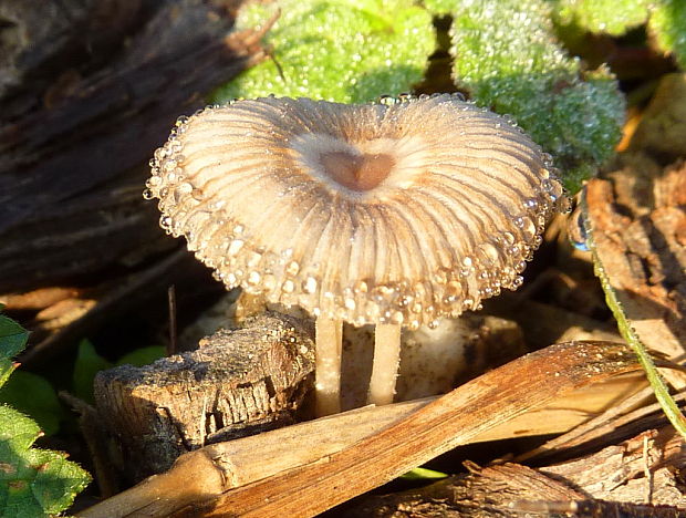 hnojník sivejúci Parasola lactea (A.H. Sm.) Redhead, Vilgalys & Hopple