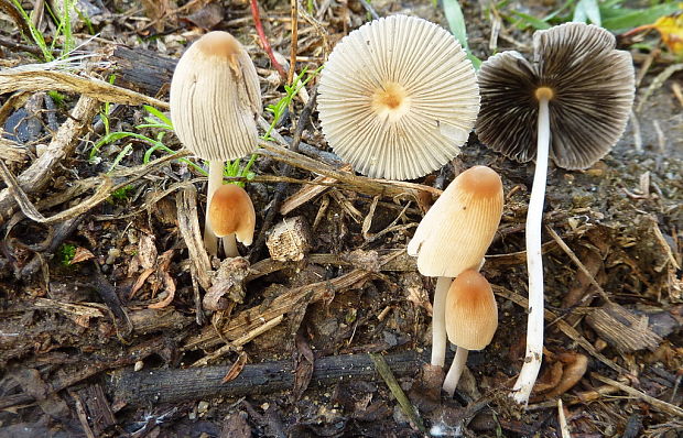 hnojník sivejúci Parasola lactea (A.H. Sm.) Redhead, Vilgalys & Hopple