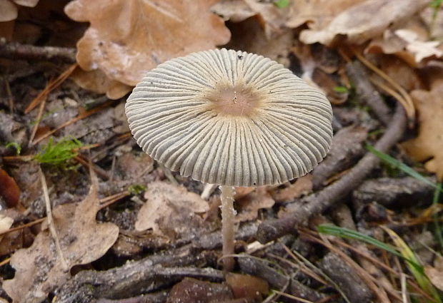 hnojník ozdobný Parasola plicatilis (Curtis) Redhead, Vilgalys & Hopple