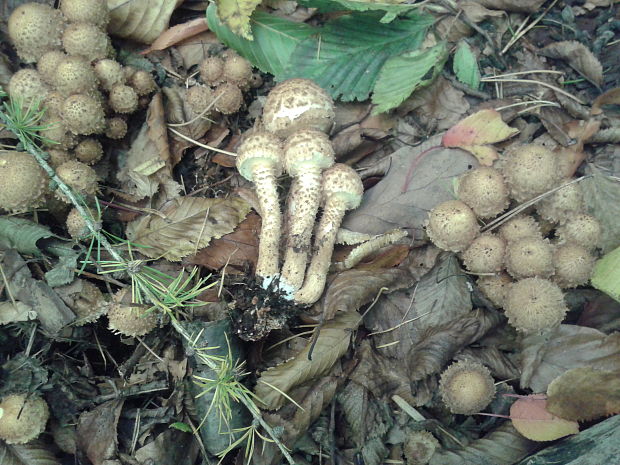 šupinovka šupinatá Pholiota squarrosa (Vahl) P. Kumm.