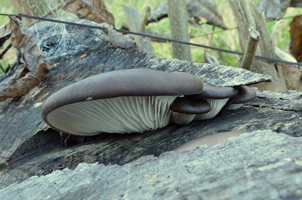 hliva ustricovitá Pleurotus ostreatus (Jacq.) P. Kumm.