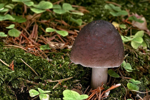 štítovka Pluteus sp.