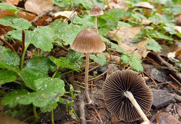 drobuľka Psathyrella sp.