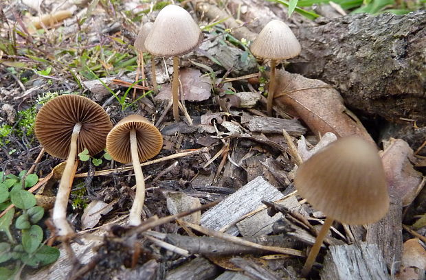 drobuľka ? Psathyrella sp.