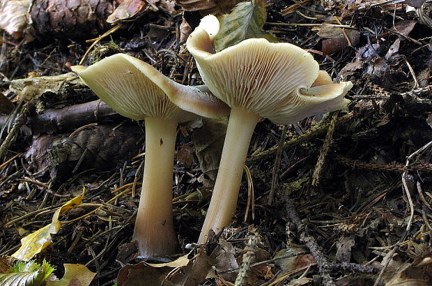 peniazovka maslová Rhodocollybia butyracea (Bull.) Lennox