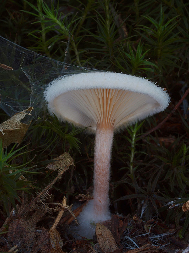 čechruľka čírovkovitá Ripartites tricholoma (Alb. & Schwein.) P. Karst.