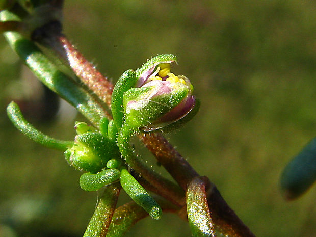 pakolenec ježinosemenný Spergularia echinosperma (Čelak.) Asch. et Graebn.