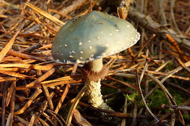 golierovka zelenkastá Stropharia cf. aeruginosa (Curtis) Quél.