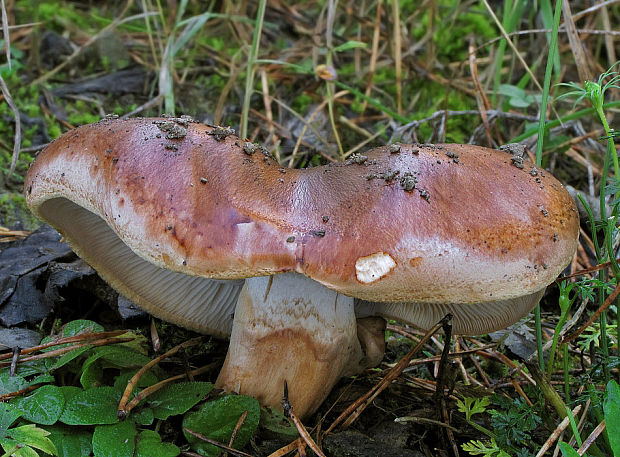 čírovka prstencová Tricholoma batschii Gulden