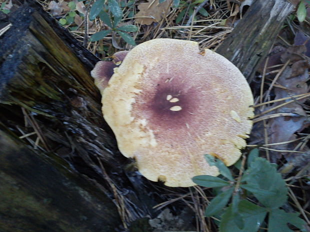 čírovec červenožltý Tricholomopsis rutilans (Schaeff.) Singer