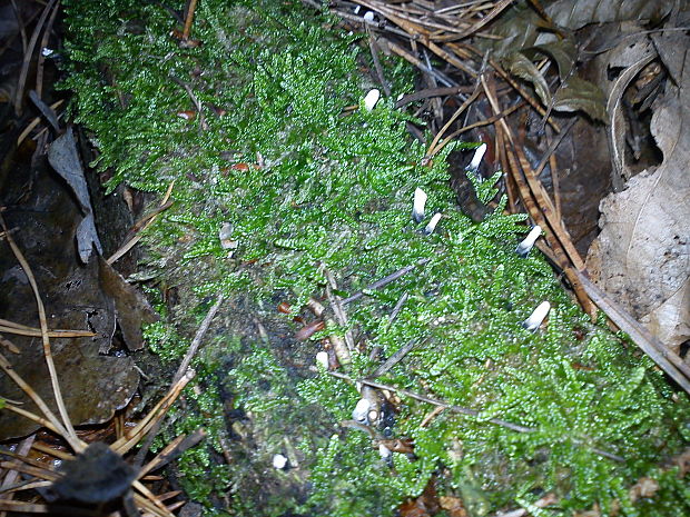 drevnatec bukový Xylaria carpophila (Pers.) Fr.