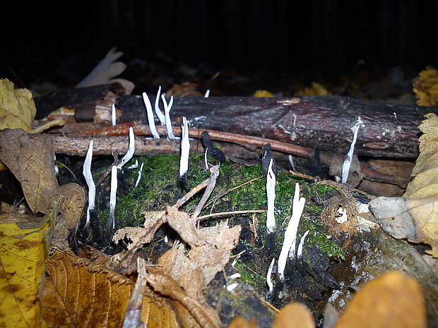 drevnatec bukový Xylaria carpophila (Pers.) Fr.