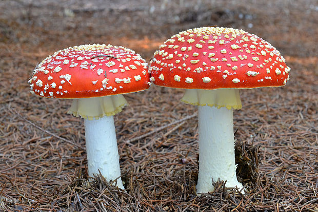 muchotrávka červená Amanita muscaria (L.) Lam.