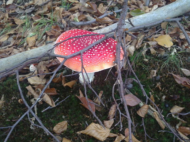 muchotrávka červená Amanita muscaria (L.) Lam.