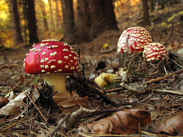 muchotrávka červená Amanita muscaria (L.) Lam.