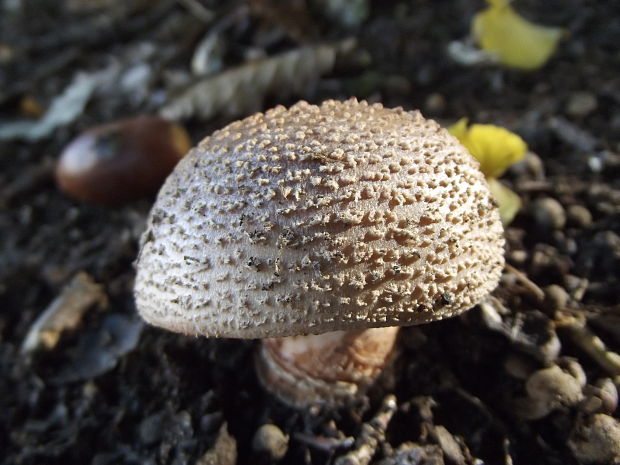 muchotrávka červenkastá Amanita rubescens Pers.