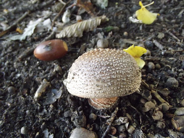 muchotrávka červenkastá Amanita rubescens Pers.