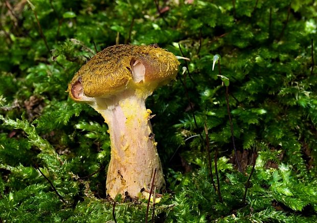 podpňovka žltá Armillaria gallica Marxm. & Romagn.