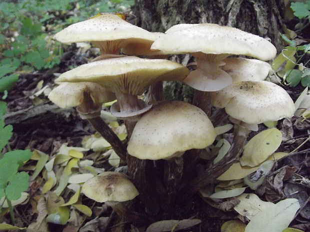 podpňovka obyčajná Armillaria mellea (Vahl) P. Kumm.