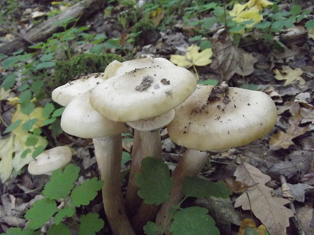 podpňovka obyčajná Armillaria mellea (Vahl) P. Kumm.