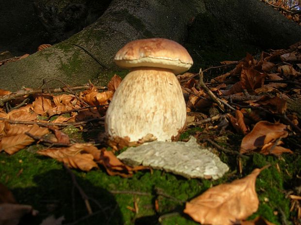 hríb smrekový Boletus edulis Bull.