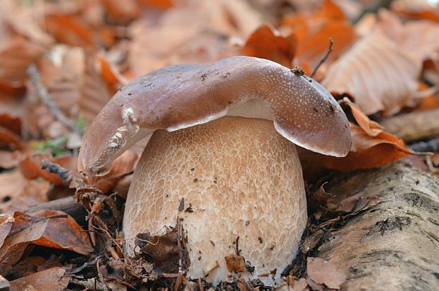 hríb smrekový Boletus edulis Bull.